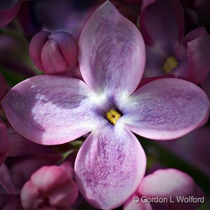 Lilac Closeup_53659.jpg - Photographed at Ottawa, Ontario - the Capital of Canada.